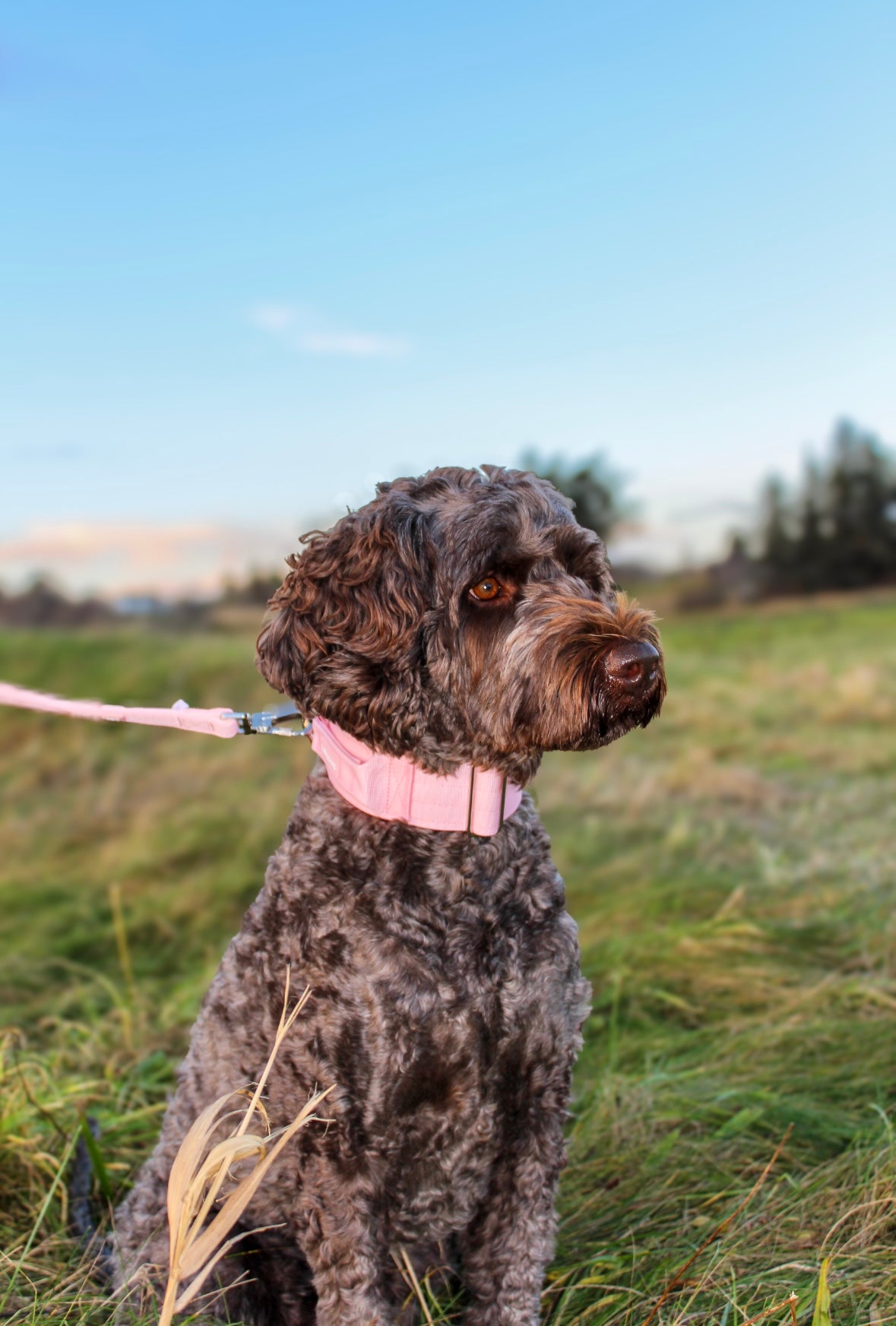 Solid Halsbånd- og linesett - Lyngrosa