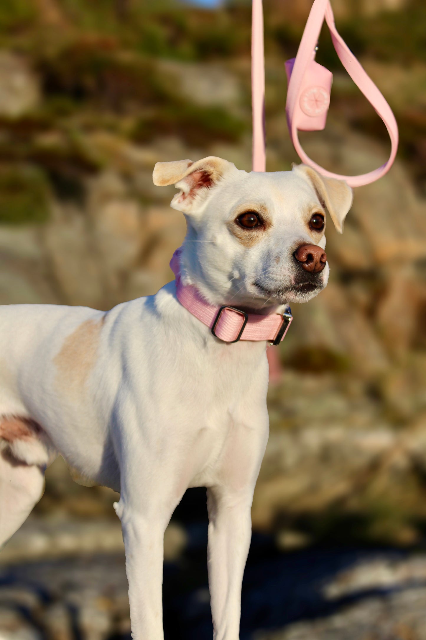 Solid Halsbånd- og linesett - Lyngrosa