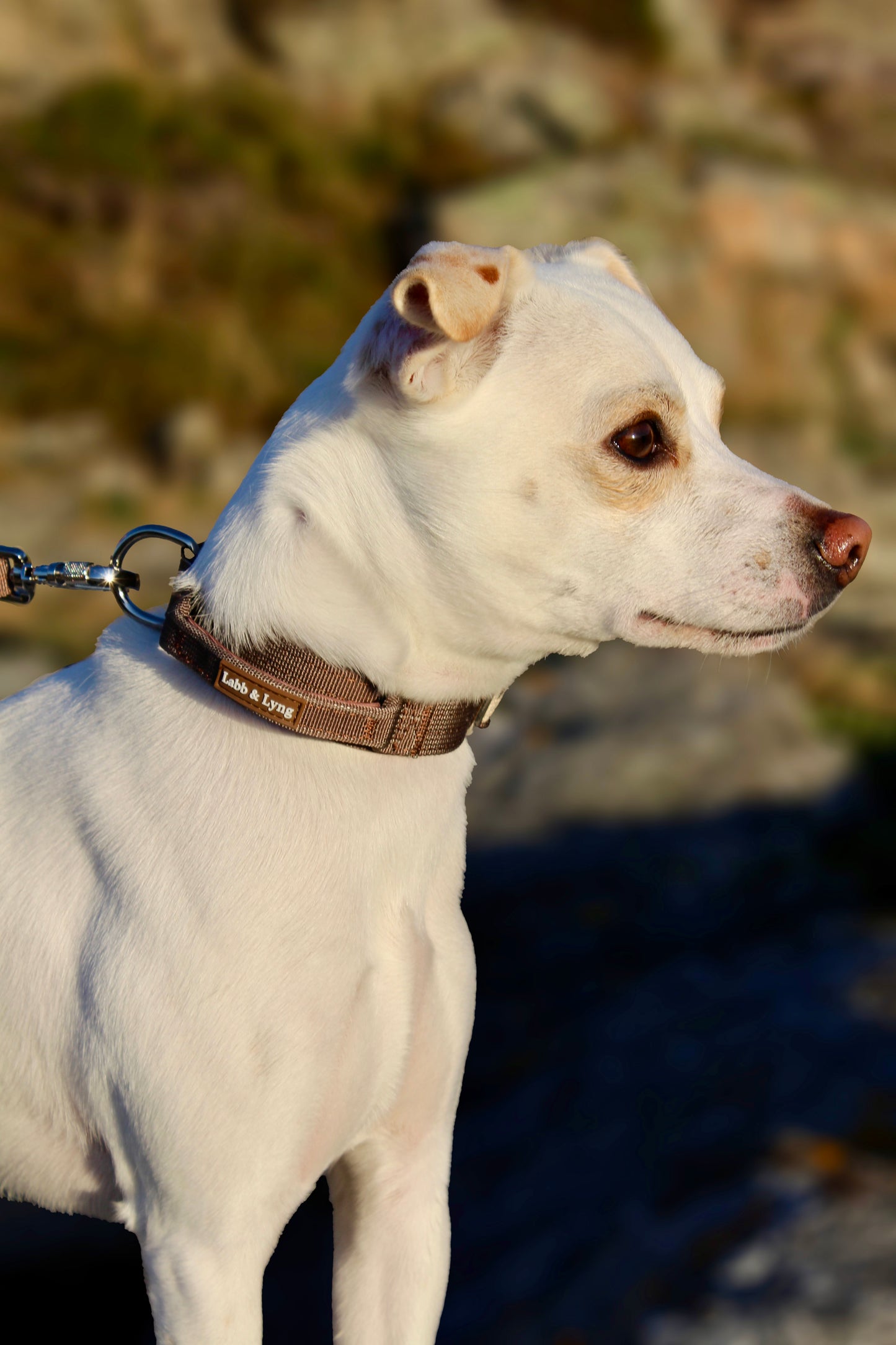 Solid Halsbånd- og linesett - Jordbrun